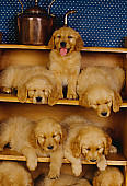 PUP 08 RK0127 31
A Group Of Golden Retriever Puppies Sitting On Shelves Blue Wallpaper Background