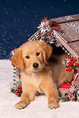 PUP 08 RK0134 06
Golden Retriever Puppy Sitting Inside Christmas Decorated Dog House On Snow Facing Camera