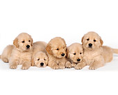 PUP 08 RK0156 10
A Group Of Golden Retriever Puppies Laying On White Seamless Studio