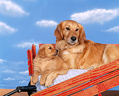 PUP 08 RK0169 01
Golden Retriever Mother And Puppy Laying In Red Wagon Blue Clouds Background