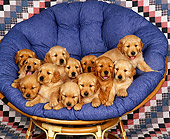 PUP 08 RK0171 14
A Group Of Golden Retriever Puppies Sitting In Round Chair