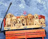 PUP 08 RK0174 09
Seven Golden Retriever Puppies Sitting In Red Wagon Studio