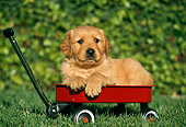 PUP 08 RK0177 04
Golden Retriever Puppy Laying In Red Wagon On Grass