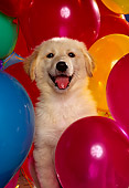PUP 08 RK0180 04
Golden Retriever Puppy Head Shot Surrounded By Colorful Balloons
