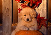 PUP 08 RK0185 02
Close Up Head Shot Of Golden Retriever Puppy Leaning On Pumpkin Against Fence And Fall Leaves