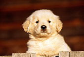 PUP 08 RK0186 23
Head Shot Of Golden Retriever Puppy Peeking Over Fence