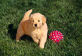 PUP 08 RK0196 03
Golden Retriever Puppy Playing With Pink Ball On Grass