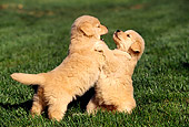 PUP 08 RK0198 03
Golden Retriever Puppies Playing On Grass