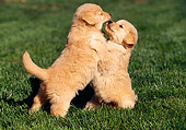 PUP 08 RK0198 07
Golden Retriever Puppies Playing On Grass