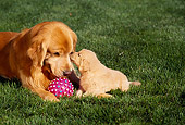 PUP 08 RK0204 05
Golden Retriever Mom And Pup Laying On Grass By Pink Ball
