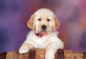 PUP 08 RK0205 01
Head Shot Of Golden Retriever Leaning Over Wooden Barrel Studio