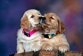 PUP 08 RK0211 10
Head Shot Golden Retriever Puppies Leaning On Wooden Barrel Mottled Background