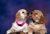 PUP 08 RK0212 03
Two Golden Retriever Puppies On Wooden Barrel Licking Each Other