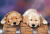 PUP 08 RK0215 01
Head Shot Of Two Golden Retriever Puppies Sleeping On Wooden Barrel Studio