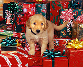 PUP 08 RK0228 01
Golden Retriever Puppy With Collar Standing Surrounded By Christmas Presents