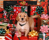 PUP 08 RK0228 06
Golden Retriever Puppy With Collar Standing Surrounded By Christmas Presents