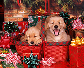 PUP 08 RK0234 01
Golden Retriever Puppies One Yawning In Red Christmas Basket And Decorations