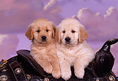 PUP 08 RK0245 01
Two Golden Retriever Puppies Leaning Over Saddle Cloudy Purple Sky