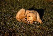 PUP 08 RK0256 01
Golden Retriever Puppy Scratching On Grass