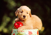PUP 08 RK0263 07
Golden Retriever Puppy Laying On Pail With Apple Bushes Background