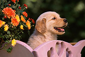 PUP 08 RK0265 20
Head Shot Of Golden Retriever Puppy In Cart By Flowers