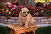 PUP 08 RK0280 02
Golden Retriever Puppy Wearing Glasses Sitting On Wooden Table By Flowers