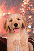 PUP 08 RK0295 03
Head Shot Of Golden Retriever Puppy Facing Camera Christmas Setting Background