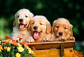 PUP 08 RK0304 02
Three Golden Retrievers In Wooden Bench With Flowers
