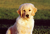 PUP 08 RK0310 04
Shoulder Shot Of Golden Retriever Puppy Sitting On Grass