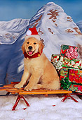PUP 08 RK0312 01
Golden Retriever Puppy Sitting On Sleigh Wearing Santa Hat Mountains Background