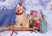 PUP 08 RK0312 06
Golden Retriever Puppy Sitting On Sleigh Wearing Santa Hat Mountains Background