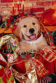 PUP 08 RK0315 03
Head Shot Of Golden Retriever Puppy Sitting In Christmas Basket