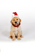 PUP 08 RK0318 03
Golden Retriever Puppy Wearing Santa Hat Sitting On White Seamless