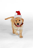 PUP 08 RK0319 03
Golden Retriever Puppy Wearing Santa Hat On White Seamless