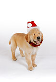 PUP 08 RK0319 07
Golden Retriever Puppy Wearing Santa Hat On White Seamless