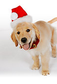 PUP 08 RK0319 08
Golden Retriever Puppy Wearing Santa Hat On White Seamless
