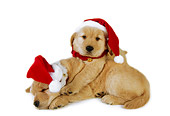 PUP 08 RK0332 06
Two Golden Retriever Puppies Wearing Santa Hat On White Seamless