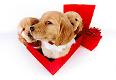 PUP 08 RK0339 02
Three Golden Retriever Puppies Sitting In Red Gift Box On White Seamless
