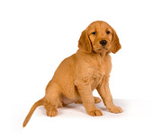 PUP 08 RK0341 01
Golden Retriever Puppy On White Seamless