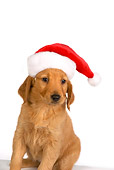 PUP 08 RK0345 01
Golden Retriever Puppy Wearing Santa Hat On White Seamless