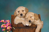 PUP 08 RK0366 01
Two Golden Retriever Puppies Sleeping In Bucket By Flowers Studio