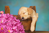 PUP 08 RK0367 01
Golden Retriever Puppy Sleeping In Bucket By Flowers Studio