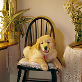 PUP 08 RS0002 03
Golden Retriever Puppy Laying On Chair By Window