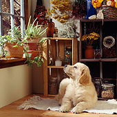PUP 08 RS0003 01
Golden Retriever Puppy Laying By Window In House