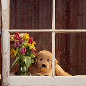 PUP 08 RS0004 01
Head Shot Of Golden Retriever Puppy Looking Out Window With Ball In Mouth