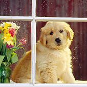 PUP 08 RS0005 01
Golden Retriever Puppy Looking Out Window