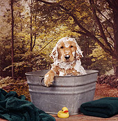 PUP 08 RS0013 01
Head Shot Of Golden Retriever Puppy In Bath Tin Trees Background
