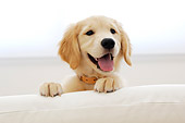 Post image for Health Benefits of Pet Ownership