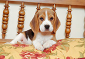 PUP 09 CB0003 01
Beagle Puppy Laying On Floral Pillow