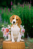 PUP 09 CE0003 01
Beagle Puppy Sitting On Wicker Stool By Pink Flowers